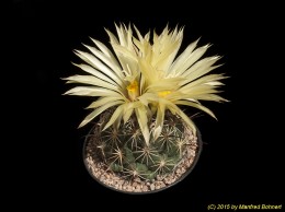 Coryphantha radians 533